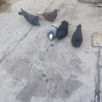 کبوترای قطعه دار|پرنده|ارومیه, |دیوار