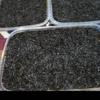 فروش انواع سبزیجات آماده مصرف|خوردنی و آشامیدنی|رشت, جهاد|دیوار