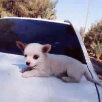 سگ پامرانی سه ماه