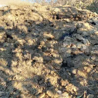 کود حیوانی|خدمات باغبانی و درختکاری|داران, |دیوار