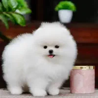 توله پامر عروسکی نر و ماده