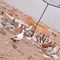 ۳۲عدد کفتر پرشی