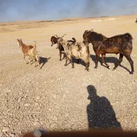 بز افغانی گمشده|حیوانات|اندیمشک, |دیوار