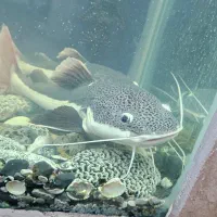 ماهی رتیل ۲۵ سانتی|ماهی|قم, فرهنگیان و شهربانی|دیوار