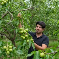نهال گردو دیرگل مقاوم و پربار