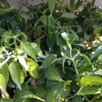 نشا جدید رسید|خدمات باغبانی و درختکاری|رامشیر, |دیوار