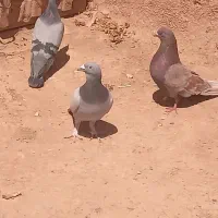 کبوتر قزوینی وتهرانی