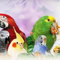 فروشگاه عرشیا