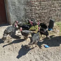 بوقلمون نروماده