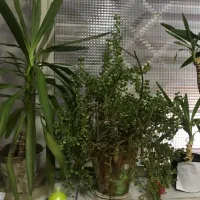 گلدان یوکا فیکوس برگ انجیری خرفه به دلیل مهاجرت|گل و گیاه طبیعی|تبریز, |دیوار