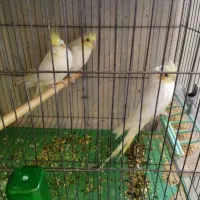 عروس هلندی اهلی