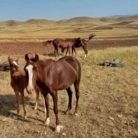 اسب|اسب و تجهیزات اسبسواری|طرهان, |دیوار