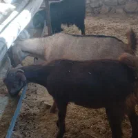 بز آبستن دوقلو زا|حیوانات مزرعه|کوهدشت, |دیوار