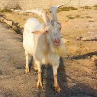 فروش نربز سانن