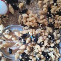 همستر|موش و خرگوش|بهبهان, |دیوار