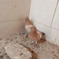 کفتر