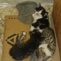 واگذاری بچه گربه و مادر