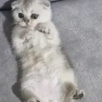 بچه گربه برایش اسکاتیش دو ماهه|گربه|اصفهان, شهرستان|دیوار