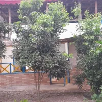 خانه چوبی اجاره داده میشود