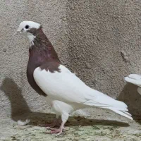 طوقی سه بردار بلندپرواز و بازیکن|پرنده|شیراز, گلکوب|دیوار