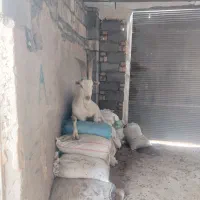 نربز سانن