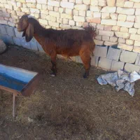 چبش ماده وکره|حیوانات مزرعه|مرودشت, ولایت|دیوار