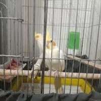 عروس هلندی لوتینو