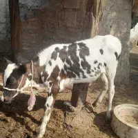 گاو با گوساله ماده