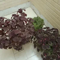 گل حسن یوسف .