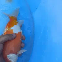 ماهی کوی|ماهی|تهران, پردیسان|دیوار