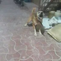 سگ نگهبان جهرم