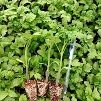 نشا گوجه،بادمجان ،هندوانه و خربزه