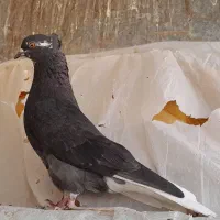 کبوتر نروماده|پرنده|ساوه, |دیوار