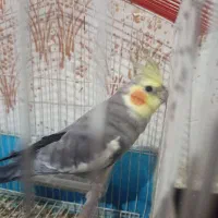 عروس هلندی