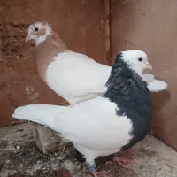 کبوتر طوقی|پرنده|شیراز, شهرک رضوان|دیوار