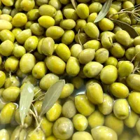 زیتون شور ممتاز (نزدیک ب ویژه) درجه ۱