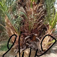 پاجوش خرما پیارم