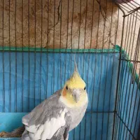 جفت عروس هلندی تخم جوجه ای|پرنده|کرمان, |دیوار