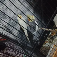یک جفت عروس هلندی|پرنده|مشهد, کوشش|دیوار