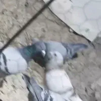 لایی آلمانی گمشده