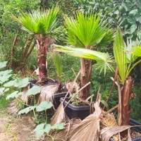 گیاه های زینتی مناسب باغچه و فضای سبز|گل و گیاه طبیعی|کیاشهر, |دیوار