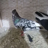 کفتر دوکت و دمبی|پرنده|اصفهان, بهارستان|دیوار