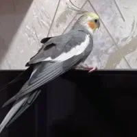 عروس هلندی گم شده