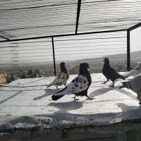 کفتر|پرنده|شیروان (خراسان), |دیوار