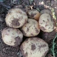 فروش سیب زمینی|خوردنی و آشامیدنی|دهگلان, |دیوار