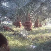 سلام  دوستان عزیز