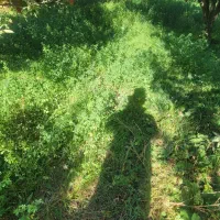 اجاره یونجه و علف زار برای چرای گوسفند ۶ هکتار|اجارهٔ دفتر صنعتی، کشاورزی، تجاری|مراغه, |دیوار