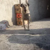 واگذاری سگ سرابی نر ( فروشی نیست)