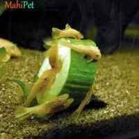 ماهی کت پوزه بوته ای سوپر باله
