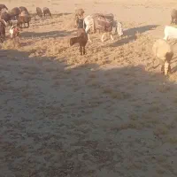 خر مناسب برای بیابان|حیوانات مزرعه|سبزوار, ابارش|دیوار
